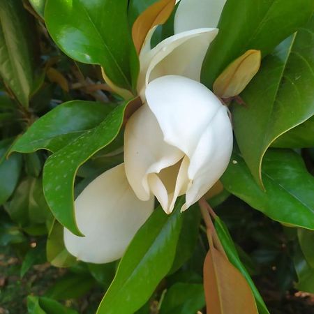 Magnolia House Daire Scanzano Jonico Dış mekan fotoğraf