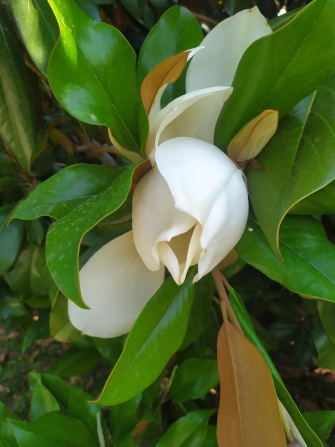 Magnolia House Daire Scanzano Jonico Dış mekan fotoğraf